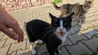 Fluffy tailed cat and tailless tuxedo cat meow loudly for food [upl. by Sidnee]