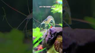 Why Keep Amano Shrimp With Bamboo Shrimp 🤔 🦐 shorts [upl. by Zantos]