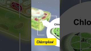 Objects under electron microscope  chloroplast [upl. by Yeleen]