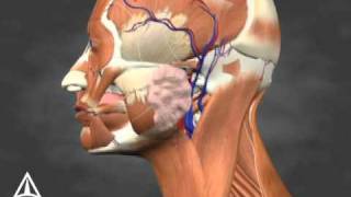 Sialorrhea Injection Site Identification  3D Medical Animation [upl. by Borer]