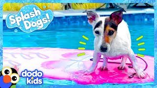 Little Dog Dreams Of Swimming In The Big Ocean  Dodo Kids  Splash Dogs [upl. by Roddy]