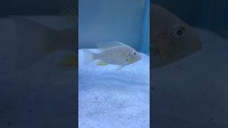 Heckelli cichlid🐠 heckellifish cichlids fish fishtank aquarium beautifulfish ytshorts cute [upl. by Doran]