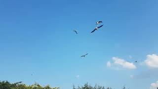 Seagulls Swooping over Urban Garden [upl. by Gardner]