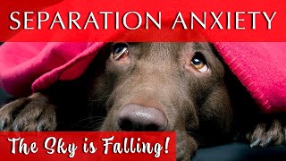 12 HOURS Soothing Music for Dogs  Deep Separation Anxiety Music for Dog Relaxation [upl. by Yrogerg]