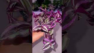 Tradescantia Zebrina tradescantiazebrina trailingplants plants plantcommunity [upl. by Kristoffer]