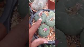 Squeezey Lophos 🌵🌵🌵 lophophora [upl. by Airtened]