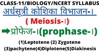 कक्षा11अर्धसूत्री विभाजन।meiosis।प्रोफेज।prophase। एवं इसकी अलगअलग अवस्थाएं [upl. by Asirem]