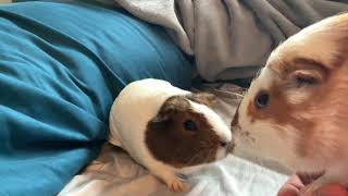 Extremely Loud Guinea Pig Squeaks [upl. by Eselahs967]