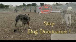 How To Stop Dominance Behavior In A Siberian Husky [upl. by Cavit]