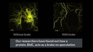 Timelapse microscopy helps reveal brake mechanism in bacterial lifecycle [upl. by Margette]