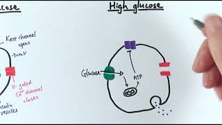 A2 Biology  Control of insulin secretion OCR A Chapter 143 [upl. by Tomkin667]