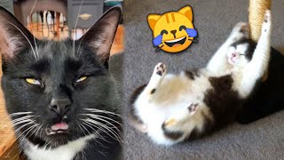 Funny CATS REACT to Catnip №2 🙀 TikTok Compilation 2023  JoysPets [upl. by Aleb897]