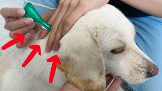 How to put Frontline flea medication on your dog 2022 [upl. by Anor708]