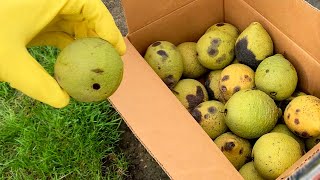 Harvesting Black Walnuts for Seed  How to grow a walnut tree [upl. by Eihctir]