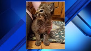 Familys new kitten turns out to be a bobcat [upl. by Pierrepont121]