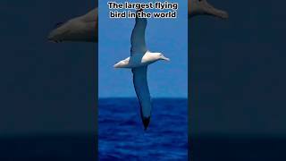 A brief introduction to the 😄albatross🥰 the worlds largest flying bird viral youtubeshorts [upl. by Hoover]