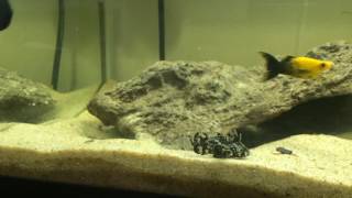 20g planted brackish water tank [upl. by Noteek]