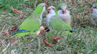 Wild Monk Parakeets Eating an Apple [upl. by Lehcsreh]