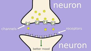 How does fluoxetine Prozac work [upl. by Ahseela]