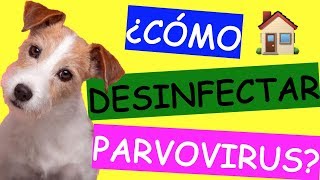 Cómo Limpiar y DESINFECTAR la Casa de PARVOVIRUS CANINO [upl. by Pufahl88]