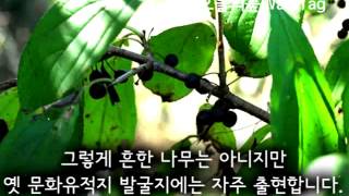 갈매나무 Rhamnus davurica [upl. by Iruy]