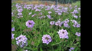 How To Grow Verbena Plants [upl. by Terrie]