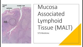 Histology  Mucosa Associated Lymphoid Tissue [upl. by Sahpec]