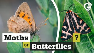 Whats the difference between Moths and Butterflies [upl. by Gussi]