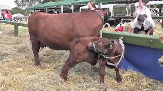 Honiton Show Livestock and Poultry 5th August 2010 [upl. by Eelitan]