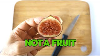 Figs are not fruits A microscopy video [upl. by Malissa]