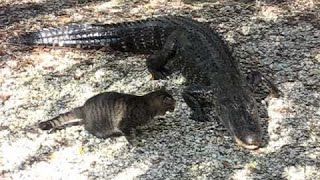 Divertido ENFRENTAMIENTO entre un GATO 🐱 y un COCODRILO 🐊 [upl. by Fernanda]