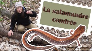 La salamandre cendrée [upl. by Gurias]