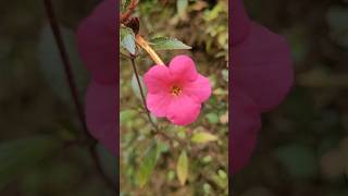 Achimenes plant kerala garden ideas  shorts feed  shorts viral flowers [upl. by Recha]