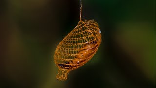 Natures 3D Printer MIND BLOWING Cocoon in Rainforest  Smarter Every Day 94 [upl. by Nireves884]