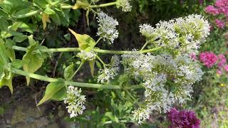 White valerian Centranthus ruber Albus  leaves amp flowers  May 2023 [upl. by Fazeli253]