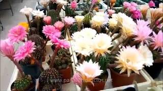 Echinopsis and Trichocereus hybrid flowering now [upl. by Rohn]