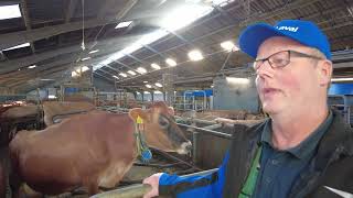 DeLaval VMS V300 milking robot  Arne Thomhave Denmark [upl. by Dail529]