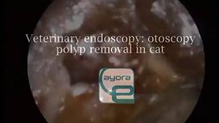 Veterinary Endoscopy otoscopy endoscopically polyp removal in cat [upl. by Ahtanoj]