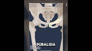 Pubalgia Igual ya no… anatomia anatomy píldorasanatómicas [upl. by Jansen]