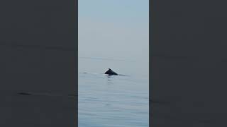 What a beautiful experience 😍 whale watching Tadoussac Quebec shorts subscribe canada animals [upl. by Onairotciv281]