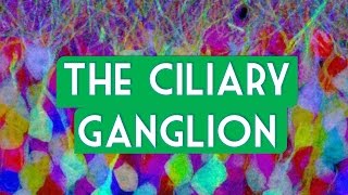 The Ciliary ganglion [upl. by Cristabel]