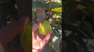 White Guava Tree Benefits shorts short benefits nature guava [upl. by Shirline]