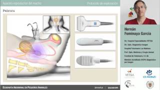 Curso de ecografía abdominal veterinaria [upl. by Beaulieu]