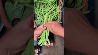 Keahlian mengikat buncis vegetables agriculture beans [upl. by Anirahs106]