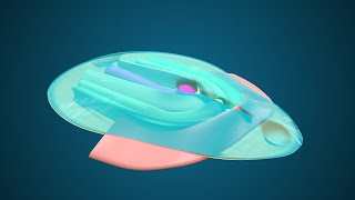 Fate Map during Gastrulation  3D Human Embryology  Third Week Embryology [upl. by Brion766]