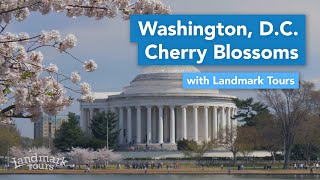 Washington DC Cherry Blossoms [upl. by Miltie222]