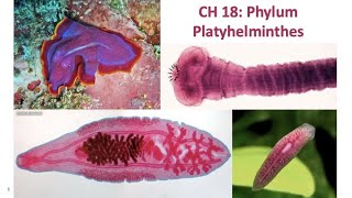 BL 252 Video 7 CH 18 Phylum Platyhelminthes [upl. by Eisenstark]