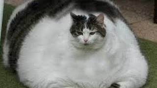 Top 5 Fattest Cats in the World [upl. by Bartlett]