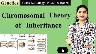 Genetics  Principles of Inheritance amp Variations  NEET  Chromosomal Theory of Inheritance [upl. by Bulley971]