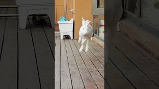 Bunny’s Adorable Tricks in 30 Seconds BunnyReeler shorts viral trending shortvideo [upl. by Rex]